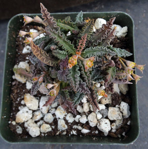 Euphorbia tulearensis (C)