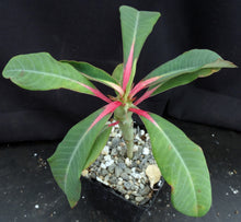 Load image into Gallery viewer, Euphorbia vigueri
