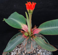 Load image into Gallery viewer, Euphorbia vigueri
