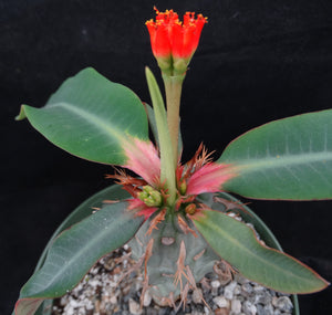 Euphorbia vigueri