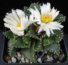 Load image into Gallery viewer, Faucaria candida
