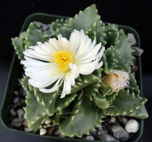 Load image into Gallery viewer, Faucaria candida
