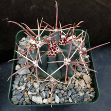Load image into Gallery viewer, Ferocactus viridescens
