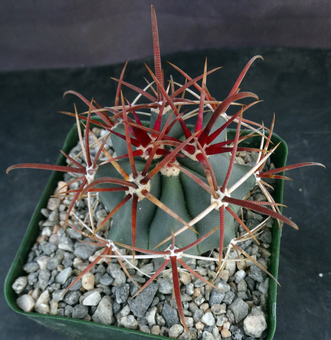 Ferocactus chrysacanthus var. rubrispinus