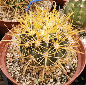 Ferocactus chrysacanthus