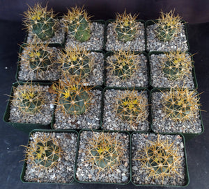 Ferocactus chrysacanthus