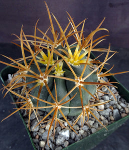 Ferocactus chrysacanthus