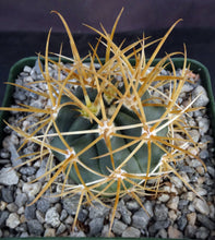 Load image into Gallery viewer, Ferocactus chrysacanthus
