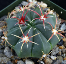 Load image into Gallery viewer, Ferocactus macrodiscus
