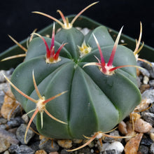 Load image into Gallery viewer, Ferocactus macrodiscus
