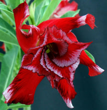 Load image into Gallery viewer, Adenium &#39;Fishtail&#39; Grafted Hybrid (C)
