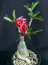 Load image into Gallery viewer, Adenium &#39;Fishtail&#39; Grafted Hybrid (C)
