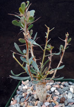 Load image into Gallery viewer, Fouquieria columnaris (Idria)
