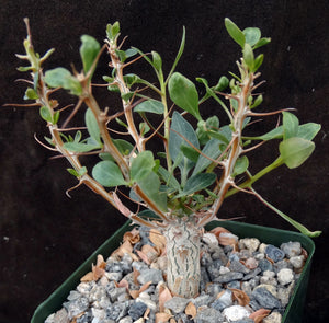 Fouquieria columnaris (Idria)