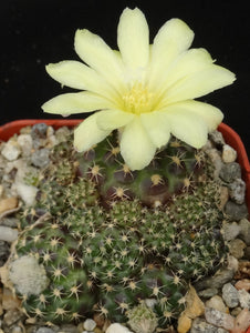 Frailea buenekeri *Miniature Clumping Cactus*