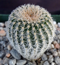 Load image into Gallery viewer, Frailea densispina *Cute miniature white cactus*
