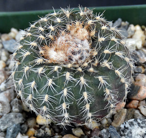 Frailea uhligiana