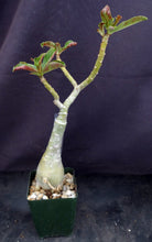 Load image into Gallery viewer, Adenium &#39;Fuji Lava&#39; Grafted Hybrid
