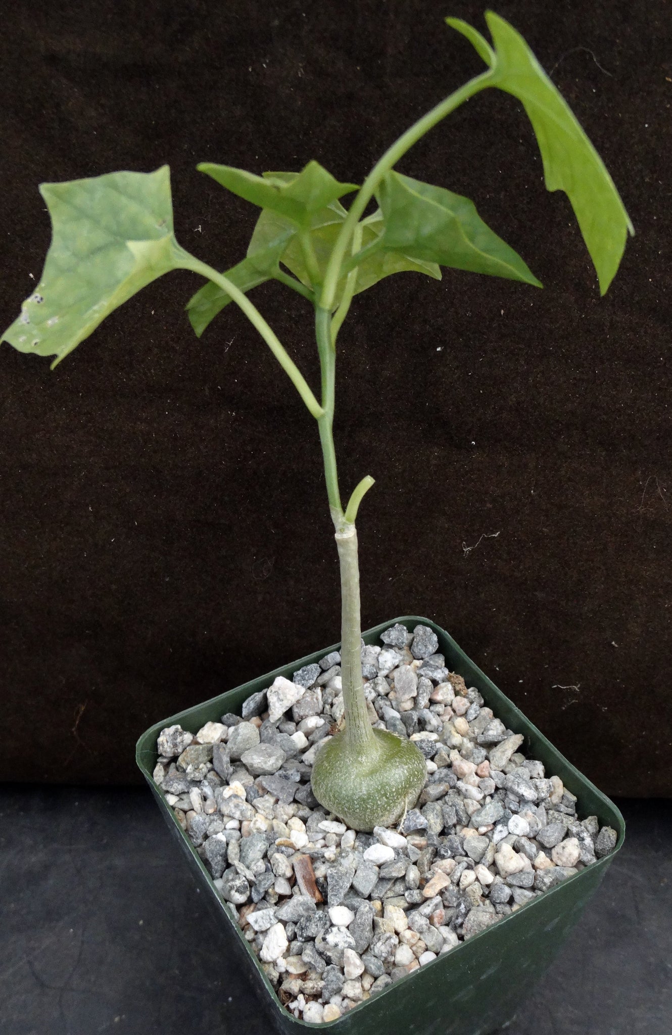 gerrardanthus macrorhizus bigfoot succulent Gerrardanthus macrorhizus – Kyle's Plants