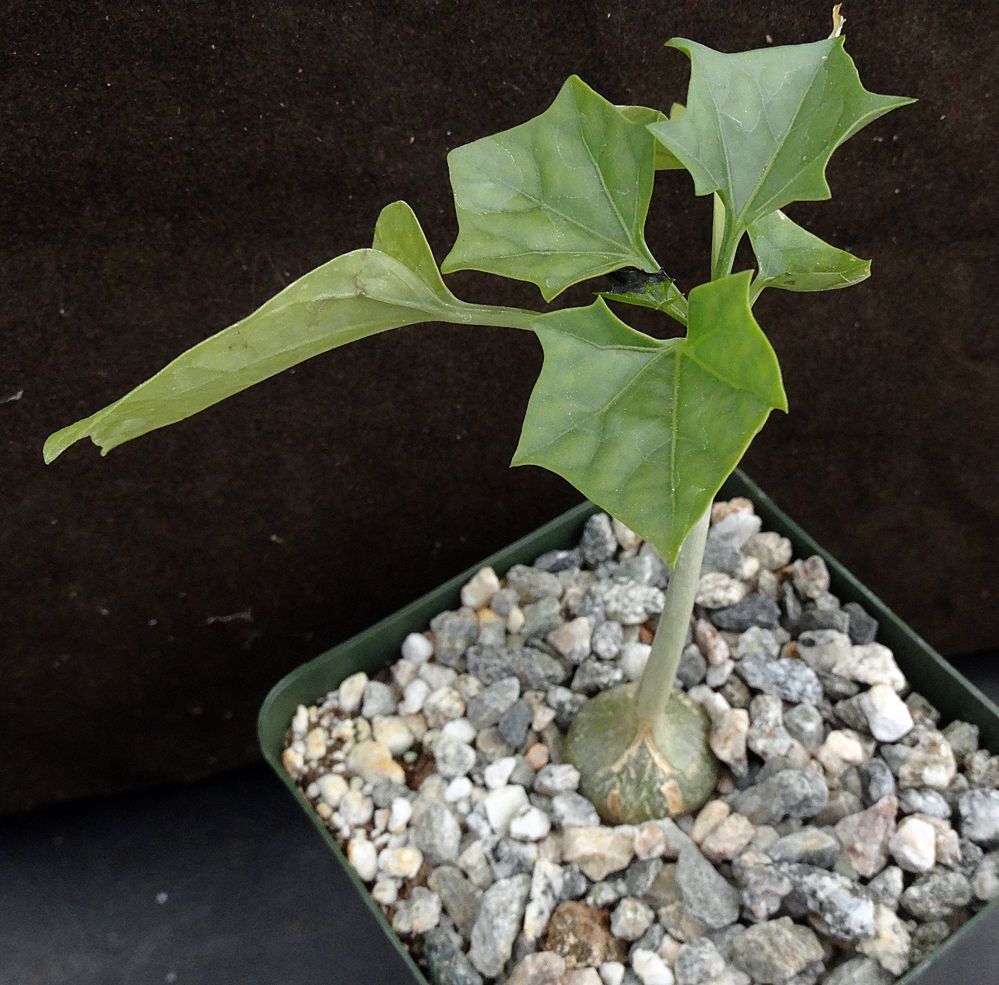 gerrardanthus macrorhizus bigfoot succulent Gerrardanthus macrorhizus – Kyle's Plants