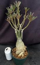 Load image into Gallery viewer, Adenium &#39;Golden Year&#39; *Big Plants!* Grafted Hybrid (C)
