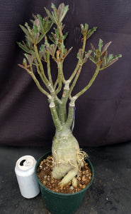 Adenium 'Golden Year' *Big Plants!* Grafted Hybrid (C)