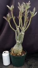 Load image into Gallery viewer, Adenium &#39;Golden Year&#39; *Big Plants!* Grafted Hybrid (C)

