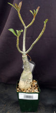 Load image into Gallery viewer, Adenium &#39;Golden Year&#39; Grafted Hybrid
