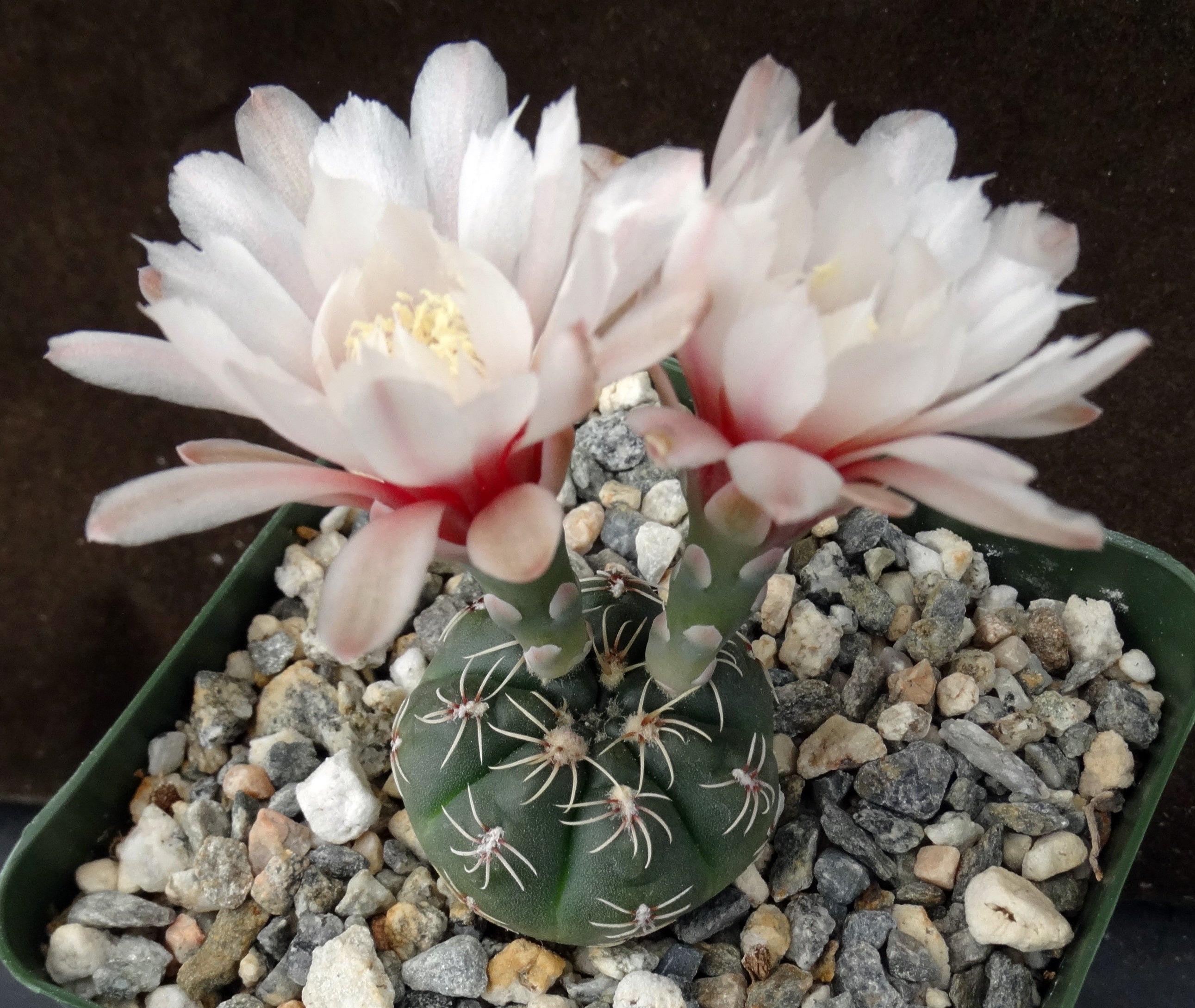 Gymnocalycium amerhauseri