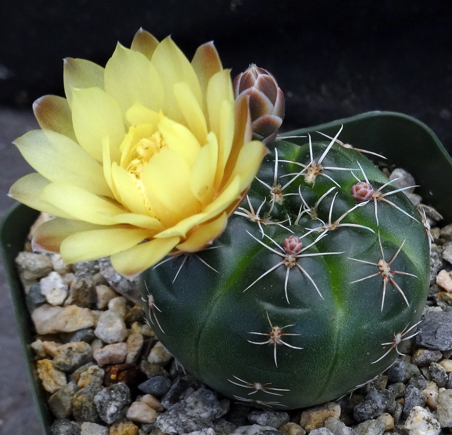 Gymnocalycium andreae