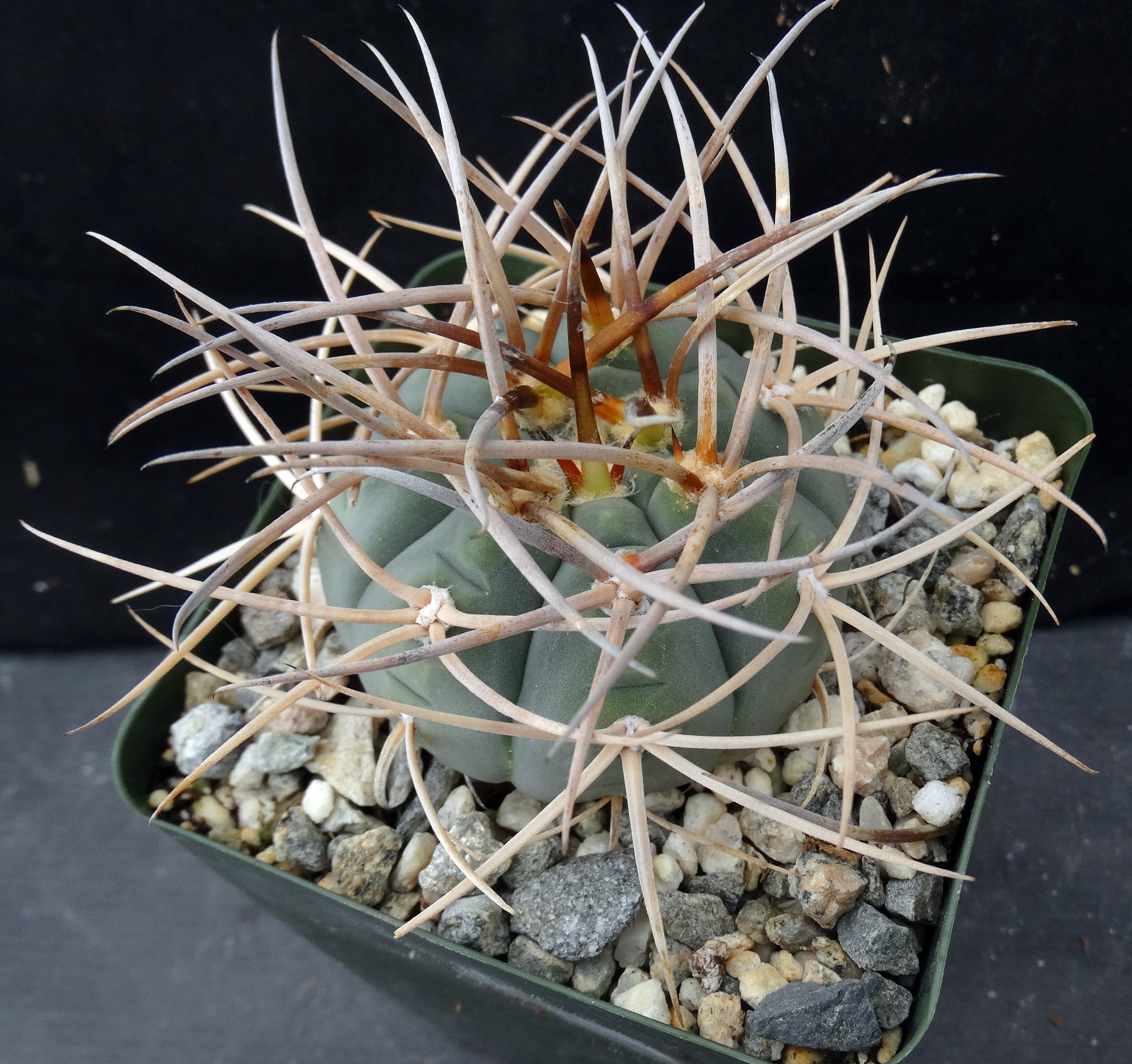 Gymnocalycium cardenasianum