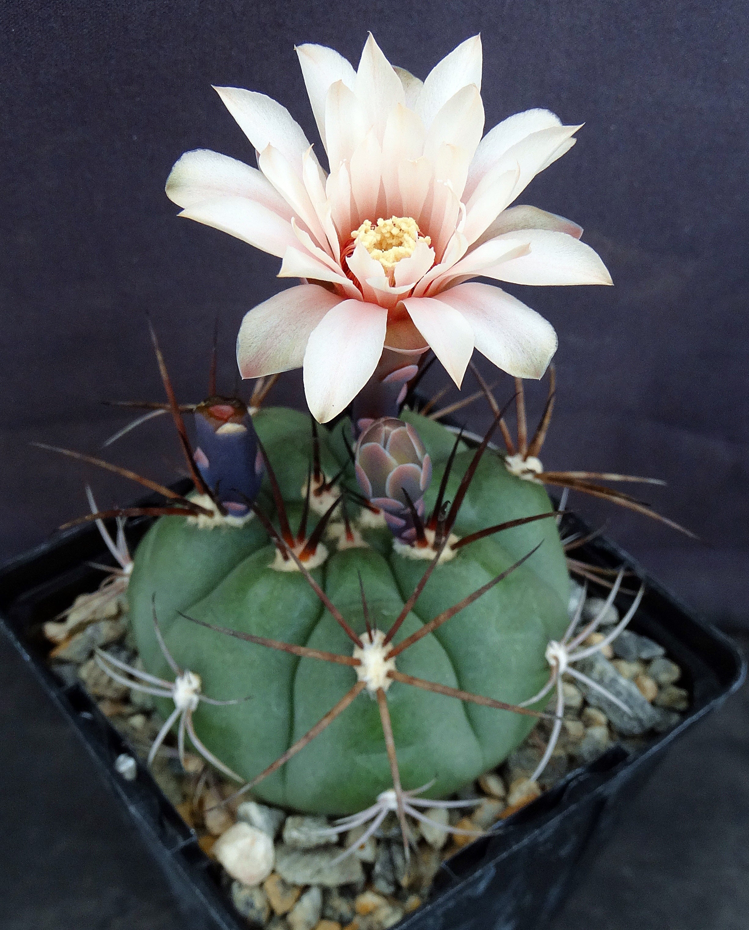 Gymnocalycium chiquitanum Black Spine form