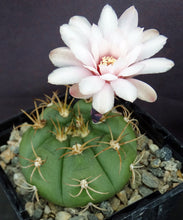 Load image into Gallery viewer, Gymnocalycium chiquitanum Gold Spine Form
