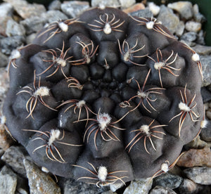 Gymnocalycium robustum *Purple black cactus w/ great spines*