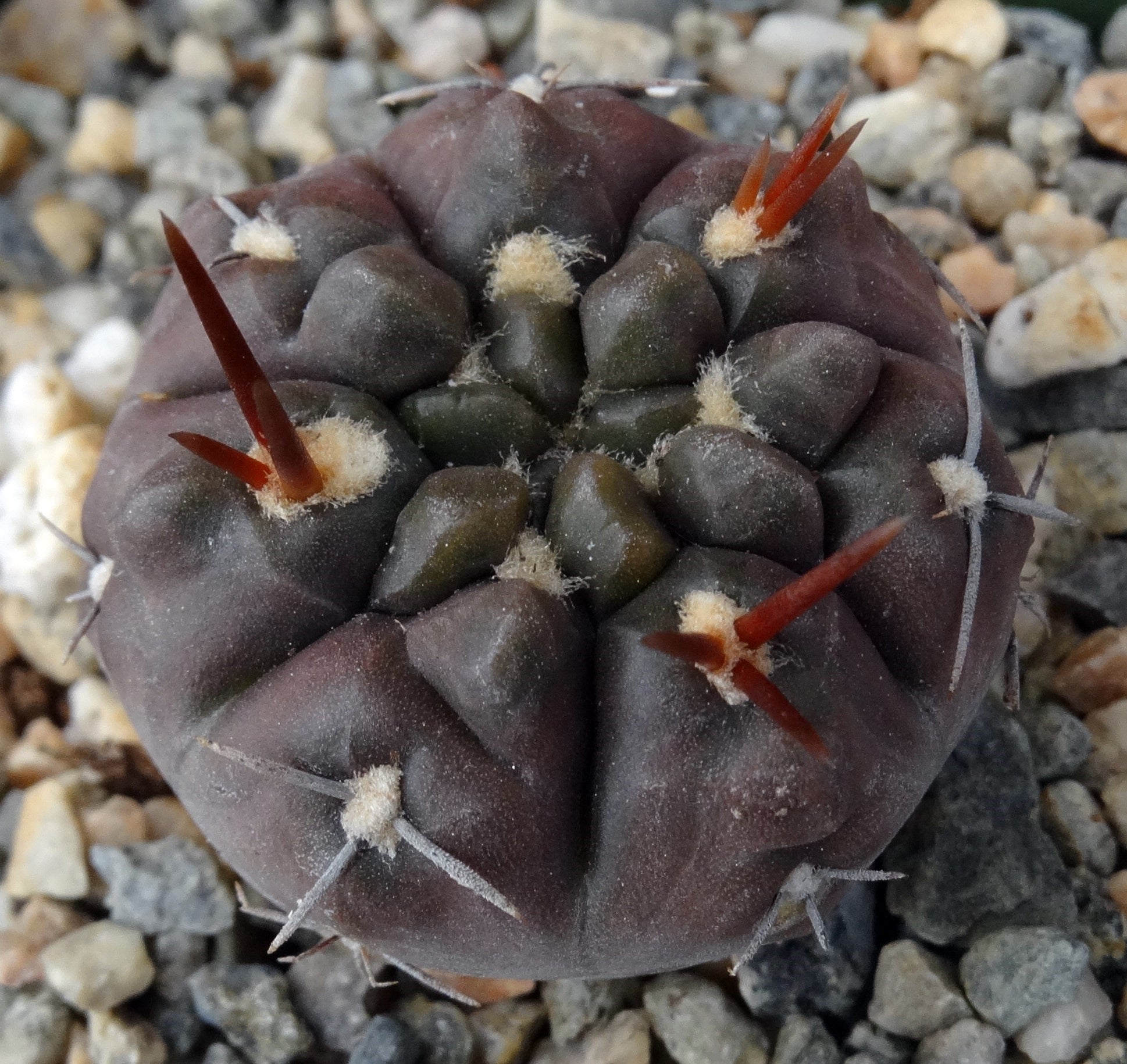 gymnocalycium dubniorum Gymnocalycium dubniorum