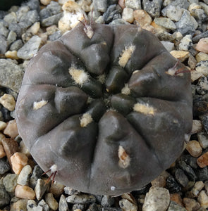 Gymnocalycium dubinorum