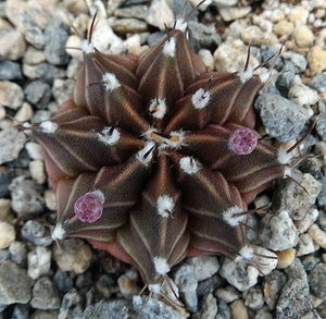 Gymnocalycium friedrichii *Red-purple cactus w/ stripes*