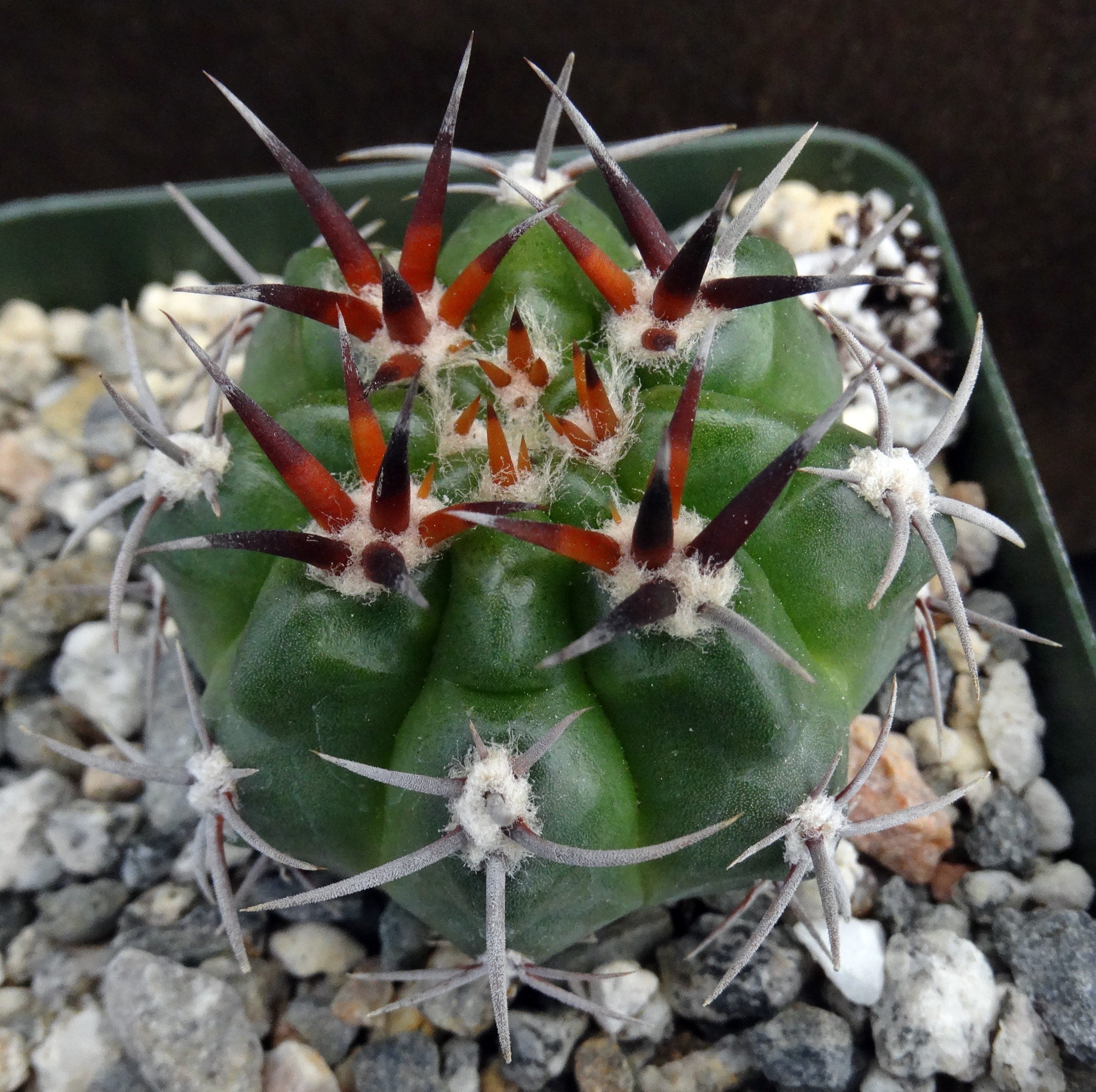 Gymnocalycium horridispinum