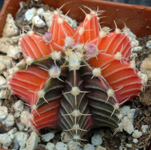 Load image into Gallery viewer, Gymnocalycium friedrichii Agua Dulce LB2178 Variegated (D)
