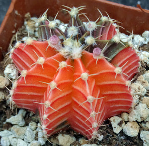 Gymnocalycium friedrichii Agua Dulce LB2178 Variegated (D)