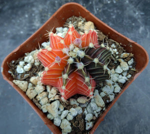 Gymnocalycium friedrichii Agua Dulce LB2178 Variegated (D)