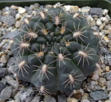 Load image into Gallery viewer, Gymnocalycium mazanense
