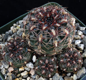 Gymnocalycium mesopotamicum *Heavy clumping cactus w/ red-pink spines*