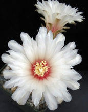 Load image into Gallery viewer, Gymnocalycium mesopotamicum *Heavy clumping cactus w/ red-pink spines*
