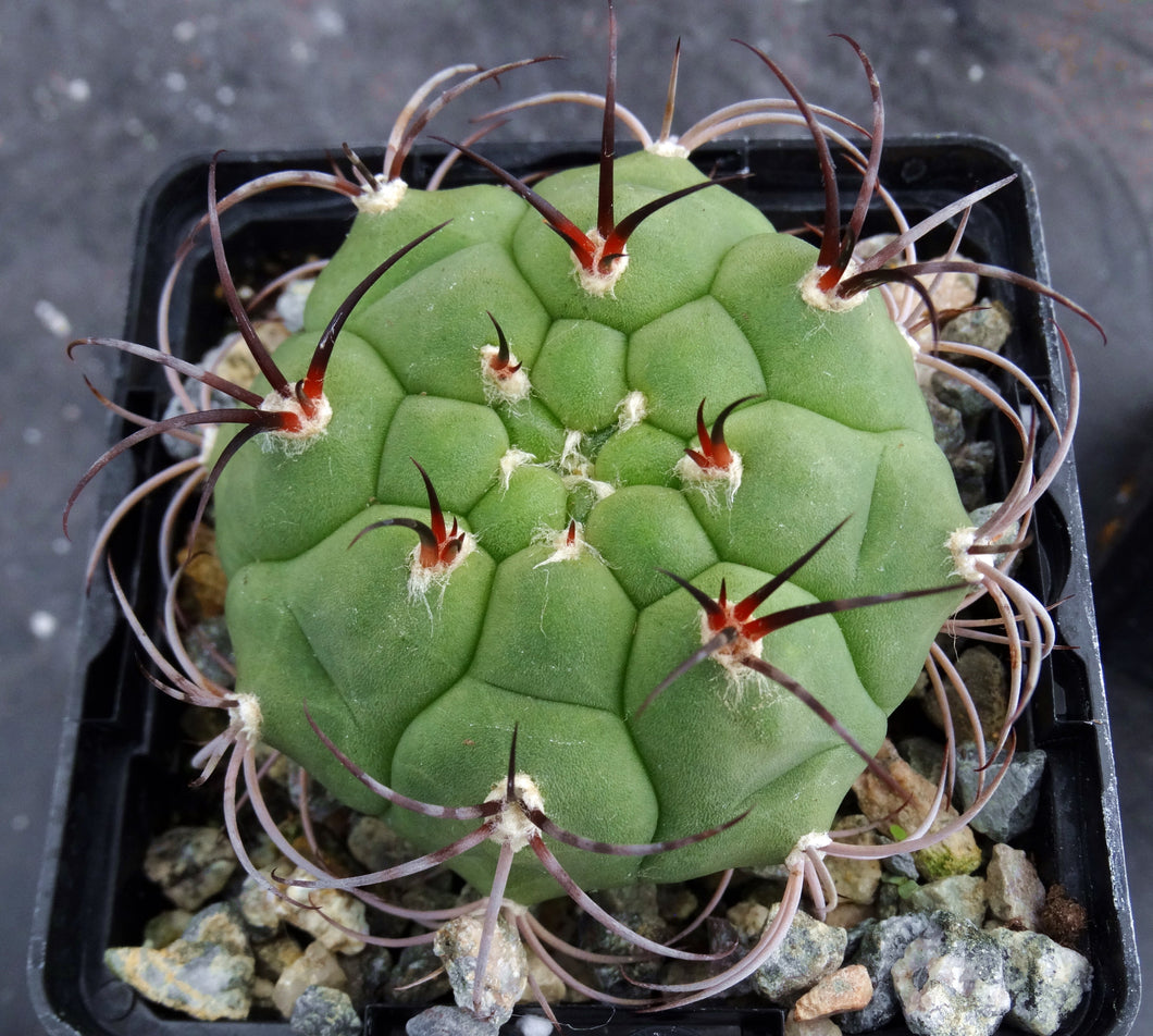 Gymnocalycium pflanzii v. marquezii