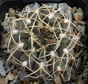 Gymnocalycium piricarpum