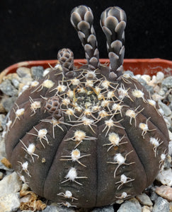 Gymnocalycium ragonesei