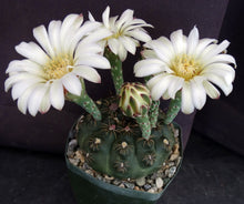 Load image into Gallery viewer, Gymnocalycium robustum *Purple black cactus w/ great spines*
