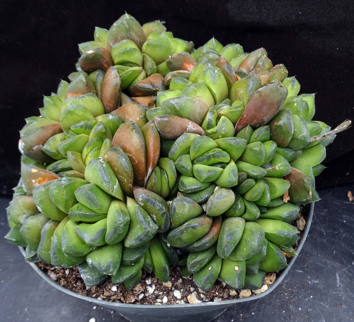 Haworthia cuspidata Big Plant! – Kyle's Plants