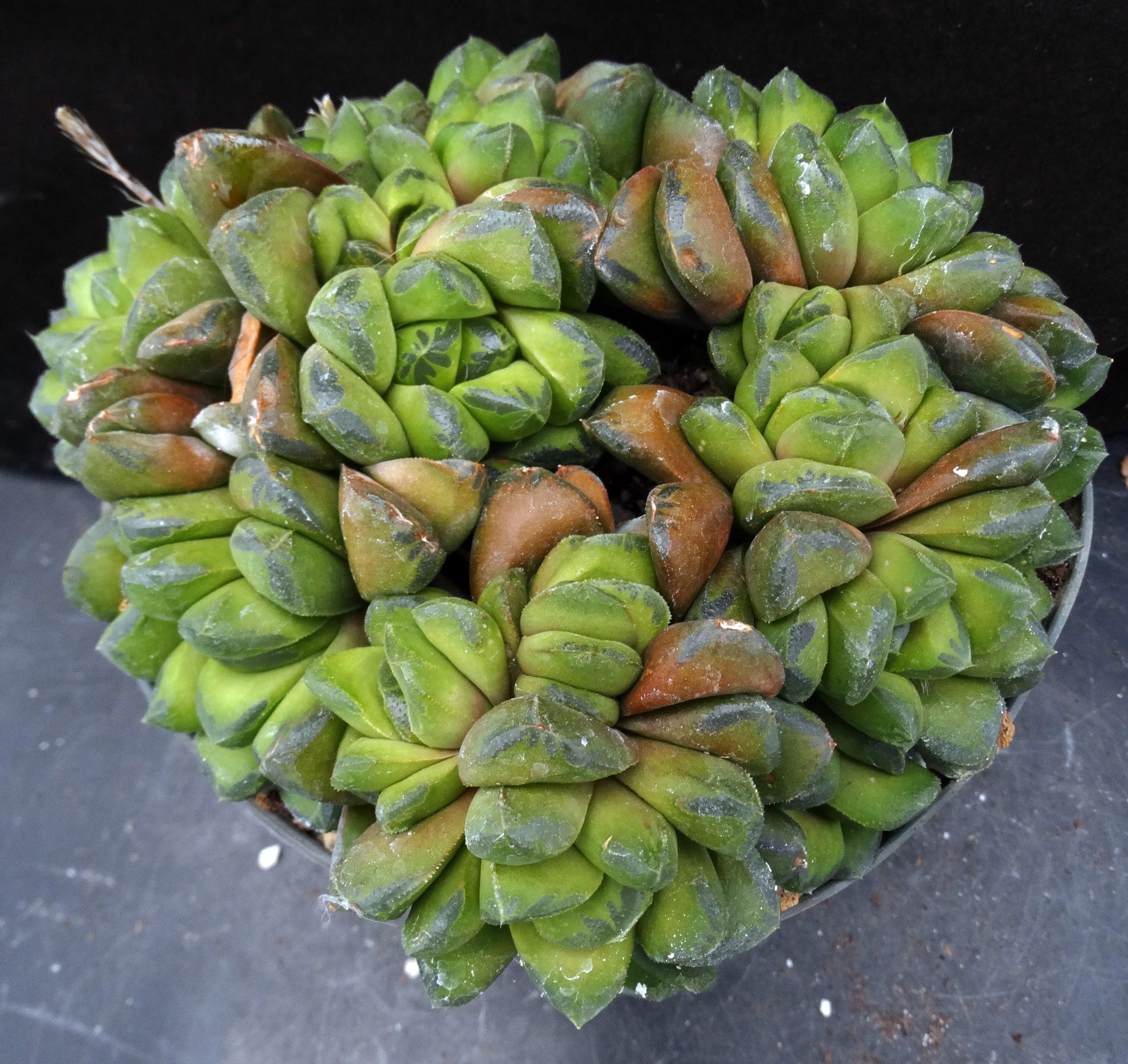 haworthia cuspidata succulent Haworthia cuspidata Big Plant! – Kyle's Plants